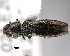  ( - CNCCOLVG00000387)  @14 [ ] Copyright (2011) Vasily Grebennikov CFIA