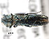  ( - CNCCOLVG00000391)  @11 [ ] Copyright (2011) Vasily Grebennikov CFIA