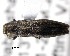  ( - CNCCOLVG00000478)  @13 [ ] Copyright (2011) Vasily Grebennikov CFIA