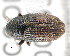  ( - CNCCOLVG00000518)  @12 [ ] Copyright (2010) Her Majesty the Queen in Right of Canada CFIA