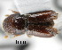  (Pityogenes calcaratus - CNCCOLVG00000538)  @11 [ ] Copyright (2010) Her Majesty the Queen in Right of Canada CFIA