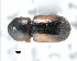  (Scolytoplatypodini - CNCCOLVG00000604)  @14 [ ] Copyright (2010) Unspecified Canadian Food Inspection Agency