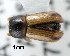  ( - CNCCOLVG00000606)  @13 [ ] Copyright (2010) Unspecified Canadian Food Inspection Agency
