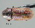  (Hylurgops longipillus - CNCCOLVG00000613)  @13 [ ] Copyright (2010) Unspecified Canadian Food Inspection Agency