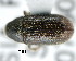  (Tomicus puellus - CNCCOLVG00000614)  @13 [ ] Copyright (2010) Unspecified Canadian Food Inspection Agency
