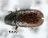  (Tomicus pilifer - CNCCOLVG00000616)  @13 [ ] Copyright (2010) Unspecified Canadian Food Inspection Agency