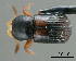  (Scolytoplatypus zahradniki - CNCCOLVG00000632)  @13 [ ] Copyright (2010) Unspecified Canadian Food Inspection Agency