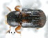  (Scolytoplatypus zahradniki - CNCCOLVG00000636)  @13 [ ] Copyright (2010) Unspecified Canadian Food Inspection Agency