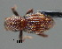  (Trachodisca - CNCCOLVG00001104)  @13 [ ] Copyright (2010) Unspecified Canadian Food Inspection Agency