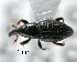  (Cotasterosoma - CNCCOLVG00001147)  @14 [ ] Copyright (2010) Unspecified Canadian Food Inspection Agency