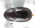  ( - CNCCOLVG00001272)  @12 [ ] Copyright (2010) Unspecified Canadian Food Inspection Agency