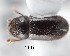  (Trypophloeus granulatus - CNCCOLVG00001312)  @13 [ ] Copyright (2011) Vasily Grebennikov CFIA