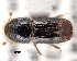  (Ips typographus - CNCCOLVG00001313)  @11 [ ] Copyright (2011) Vasily Grebennikov CFIA