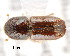  (Ips duplicatus - CNCCOLVG00001333)  @13 [ ] Copyright (2011) Vasily Grebennikov CFIA