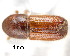  ( - CNCCOLVG00001336)  @11 [ ] Copyright (2011) Vasily Grebennikov CFIA