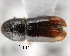  (Pityogenes chalcographus - CNCCOLVG00001347)  @14 [ ] Copyright (2011) Vasily Grebennikov CFIA