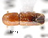  (Premnobius cavipennis - CNCCOLVG00001364)  @11 [ ] Copyright (2011) Vasily Grebennikov CFIA