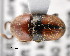  ( - CNCCOLVG00001386)  @11 [ ] Copyright (2011) Vasily Grebennikov CFIA