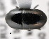  ( - CNCCOLVG00001390)  @11 [ ] Copyright (2011) Vasily Grebennikov CFIA
