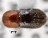  (Dryocoetoides capucinus - CNCCOLVG00001410)  @11 [ ] Copyright (2011) Vasily Grebennikov CFIA