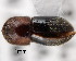  ( - CNCCOLVG00001411)  @11 [ ] Copyright (2011) Vasily Grebennikov CFIA