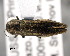  ( - CNCCOLVG00001440)  @14 [ ] Copyright (2011) Vasily Grebennikov CFIA