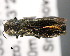  ( - CNCCOLVG00001442)  @14 [ ] Copyright (2011) Vasily Grebennikov CFIA