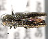  ( - CNCCOLVG00001443)  @14 [ ] Copyright (2011) Vasily Grebennikov CFIA