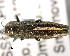  ( - CNCCOLVG00001446)  @14 [ ] Copyright (2011) Vasily Grebennikov CFIA