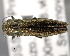  ( - CNCCOLVG00001456)  @14 [ ] Copyright (2011) Vasily Grebennikov CFIA