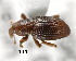  (Microxylobiini - CNCCOLVG00001538)  @14 [ ] Copyright (2011) Vasily Grebennikov CFIA