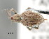  ( - CNCCOLVG00001558)  @14 [ ] Copyright (2011) Vasily Grebennikov CFIA