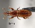  (Himatium - CNCCOLVG00001788)  @14 [ ] Copyright (2011) Vasily Grebennikov CFIA