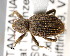  (Acamptini - CNCCOLVG00001875)  @14 [ ] Copyright (2011) Vasily Grebennikov CFIA