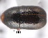  ( - CNCCOLVG00001933)  @12 [ ] Copyright (2011) Vasily Grebennikov CFIA