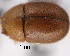  (Falsocis brasiliensis - CNCCOLVG00001973)  @12 [ ] Copyright (2011) Vasily Grebennikov CFIA