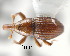  (Uluguruella minima - CNCCOLVG00002019)  @13 [ ] Copyright (2011) Vasily Grebennikov CFIA