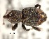  ( - CNCCOLVG00002410)  @14 [ ] Copyright (2011) Vasily Grebennikov CFIA