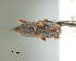  ( - CNCCOLVG00002736)  @13 [ ] Copyright (2011) Vasily Grebennikov CFIA