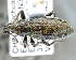  (Trichalophus scylla - CNCCOLVG00004436)  @14 [ ] Copyright (2012) Vasily Grebennikov CFIA
