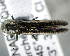  (Agrilus obsoletoguttatus - CNCCOLVG00004648)  @14 [ ] Copyright (2012) Vasily Grebennikov CFIA