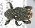  (Isorhamphus - CNCCOLVG00005036)  @13 [ ] Copyright (2013) Vasily Grebennikov CFIA
