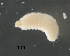  ( - CNCCOLVG00005333)  @12 [ ] Copyright (2013) Vasily Grebennikov CFIA