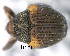  (Buchananius - CNCCOLVG00005336)  @14 [ ] Copyright (2013) Vasily Grebennikov CFIA