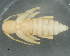  (Chlorophorus aritai - CNCCOLVG00005367)  @13 [ ] Copyright (2013) Vasily Grebennikov CFIA