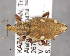  (Trichalophus ferganensis - CNCCOLVG00006068)  @15 [ ] Copyright (2013) Vasily Grebennikov CFIA