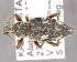  ( - CNCCOLVG00006145)  @14 [ ] Copyright (2013) Vasily Grebennikov CFIA