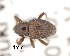  (Microxylobiini - CNCCOLVG00006251)  @14 [ ] Copyright (2013) Vasily Grebennikov CFIA
