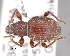  ( - CNCCOLVG00006440)  @13 [ ] Copyright (2013) Vasily Grebennikov CFIA
