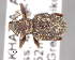  ( - CNCCOLVG00006443)  @13 [ ] Copyright (2013) Vasily Grebennikov CFIA